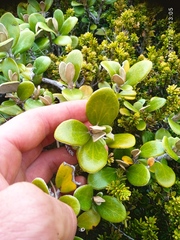 Brachyglottis bidwillii