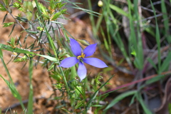 Cheiranthera alternifolia