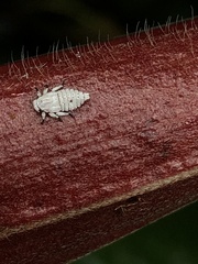 Membracidae