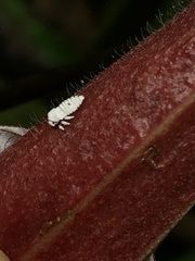 Membracidae