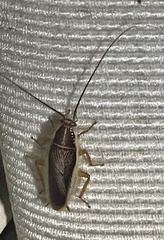 Balta bicolor