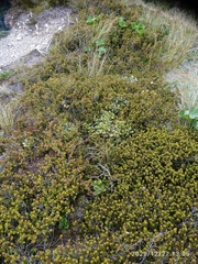 Brachyglottis bidwillii