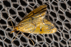 Glaucocharis auriscriptella