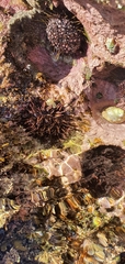 Heliocidaris