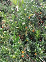 Solanum pseudocapsicum image