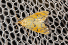 Glaucocharis auriscriptella