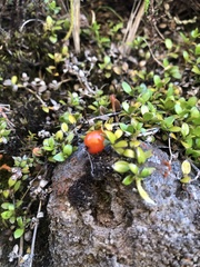 Coprosma perpusilla perpusilla