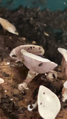 Mycena pura