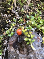 Coprosma perpusilla perpusilla