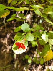 Rhabdothamnus solandri