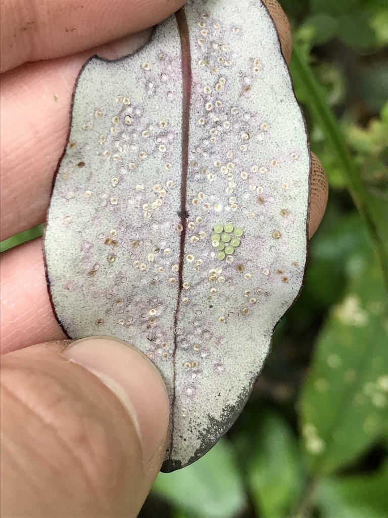 Aleyrodes from Orongomai Scenic Reserve, Governors Bay, Canterbury, NZ