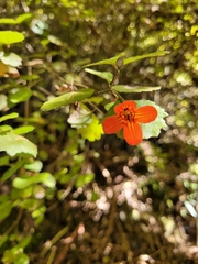 Rhabdothamnus solandri