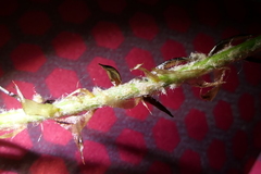 Polystichum oculatum