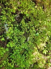 Rhabdothamnus solandri