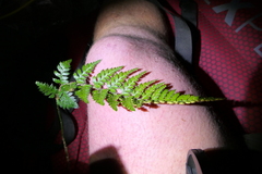 Polystichum oculatum