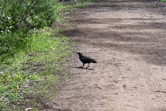Corvus mellori