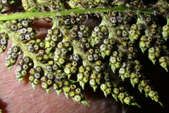 Polystichum oculatum