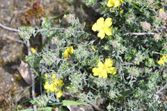 Hibbertia crinita