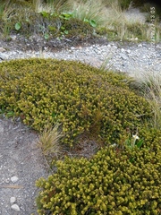 Podocarpus nivalis