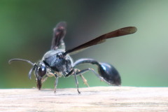 Phimenes indosinensis