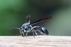 Phimenes indosinensis