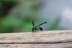 Phimenes indosinensis