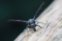 Phimenes indosinensis