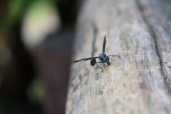 Phimenes indosinensis