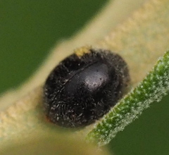 Coccinelloidea
