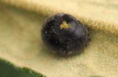 Coccinelloidea