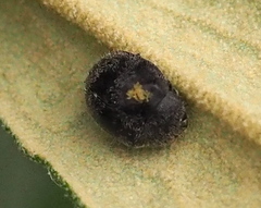 Coccinelloidea
