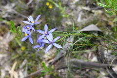 Cheiranthera alternifolia