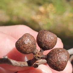 Eucalyptus obliqua