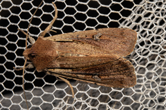 Ichneutica atristriga