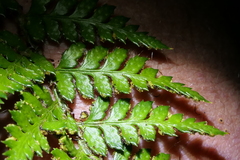 Polystichum oculatum