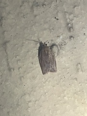 Epiphyas postvittana