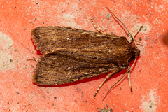 Ichneutica infensa
