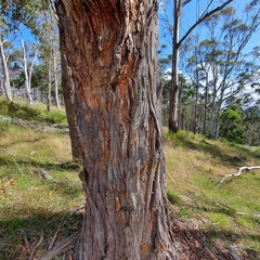 Eucalyptus obliqua