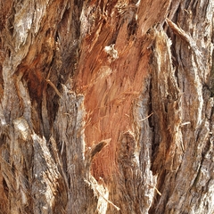 Eucalyptus obliqua