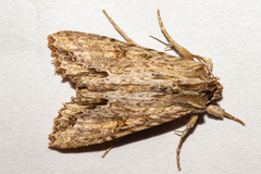 Ichneutica mollis