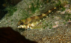 Bellapiscis lesleyae