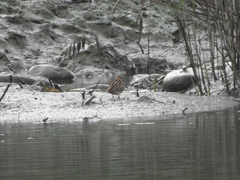 Gallinago