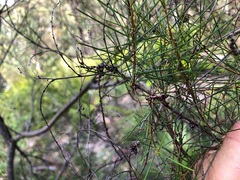 Acacia quadrilateralis