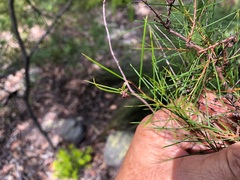 Acacia quadrilateralis