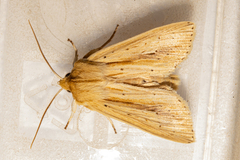 Ichneutica semivittata