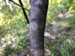 Acacia quadrilateralis