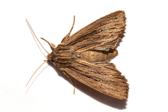 Ichneutica steropastis