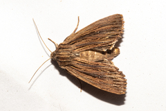 Ichneutica steropastis