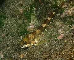 Bellapiscis lesleyae