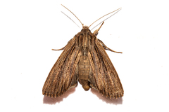 Ichneutica steropastis